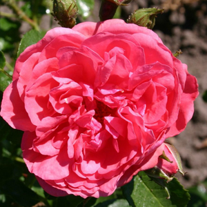 Rosarium Uetersen® - trandafiri - www.ioanarose.ro